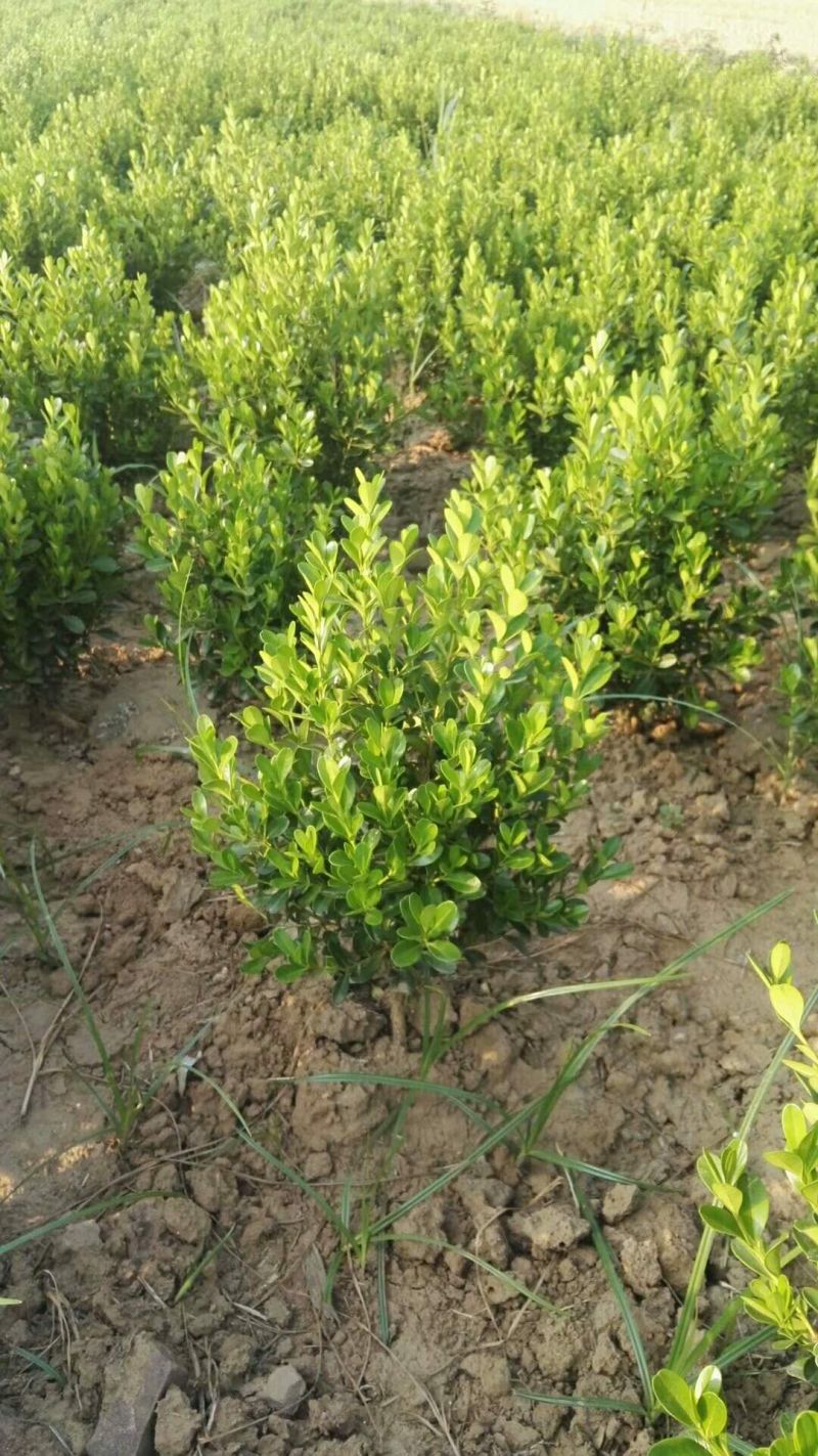 小叶黄杨种植基地