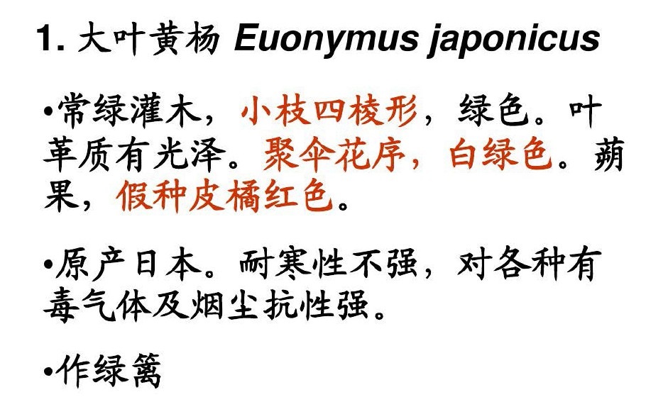 大叶黄杨球介绍图片.jpg