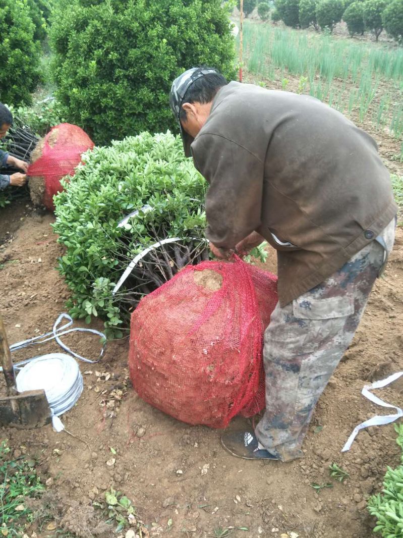 洛阳大叶黄杨柱子基地