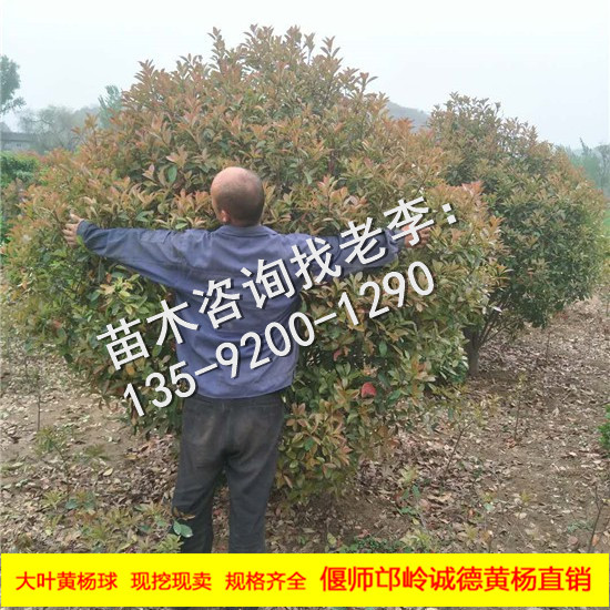 红叶石楠球22.JPG