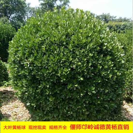 大叶黄杨球
