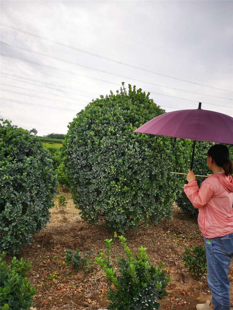 客户冒雨打号二米冠幅大叶黄杨球