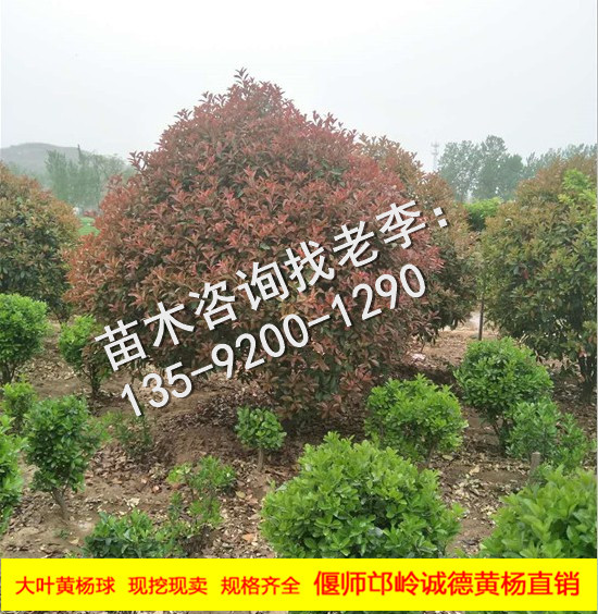 红叶石楠球11.JPG