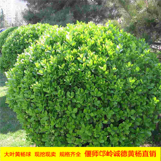 大叶黄杨白粉病侵袭,你准备好如何应对了吗