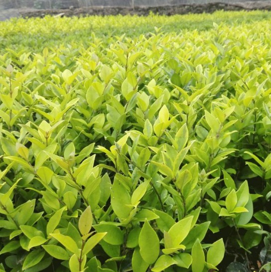 栽植大叶黄杨球时的误区有哪些呢