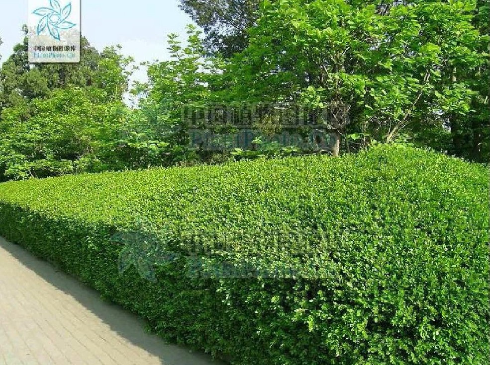 洛阳大叶黄杨球基地图片.jpg