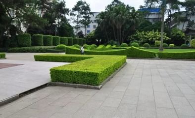 种植大叶黄杨绿篱苗有哪些优势