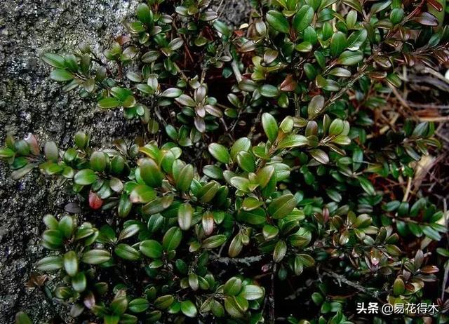 珍珠黄杨