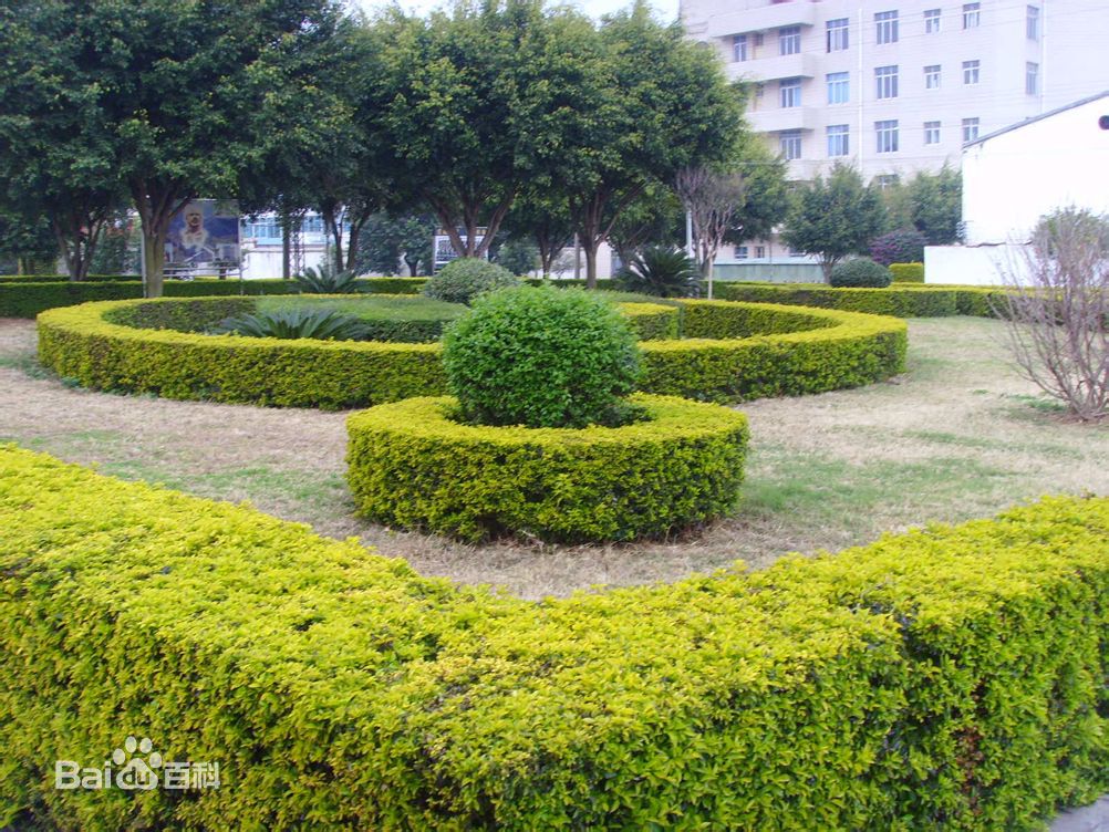 大叶黄杨球绿篱图示.jpg