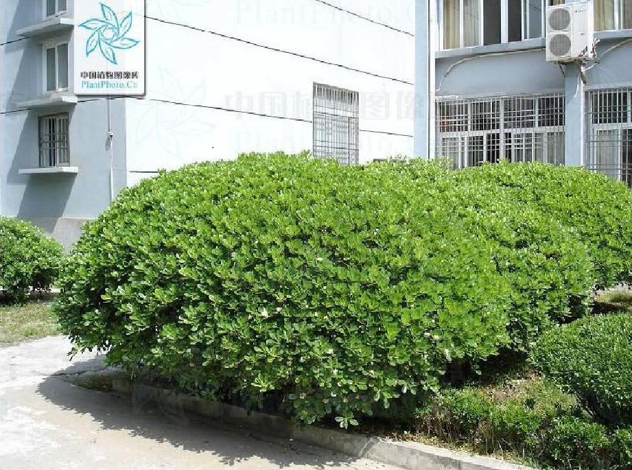 大叶黄杨球家庭种植图片.jpg